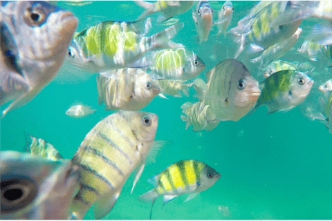 Krabi: Phi Phi e 4 ilhas com snorkeling em lancha rápida