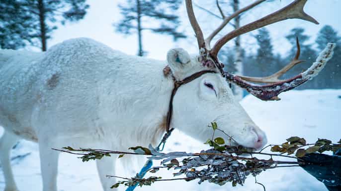 rovaniemi fullday highlights tour with buffet lunch