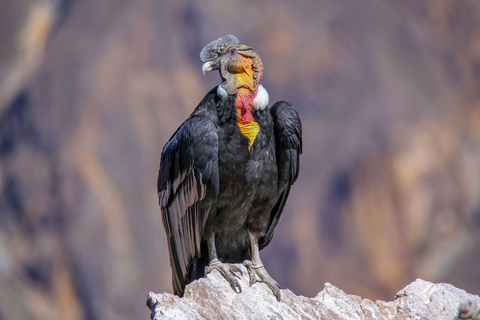 Canyon del Colca: tour di 2 giorni da Arequipa