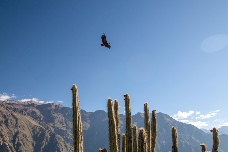 D'Arequipa: visite de deux jours du canyon de ColcaDepuis Arequipa : Circuit de deux jours au Canyon de Colca