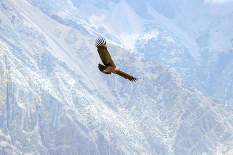 Canyon del Colca: tour di 2 giorni da Arequipa