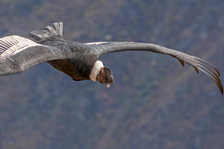 From Arequipa: Colca Canyon Two-Day Tour