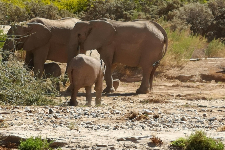 Namibias Najlepsza 4-dniowa prywatna wycieczka po Etosha Safari