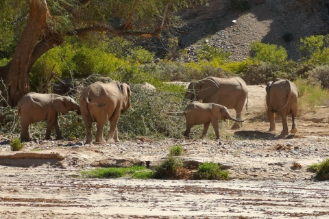 Namibias Best 4 jours Safari Etosha - Circuit avec guide privé