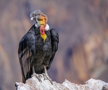 From Arequipa: 1 Day Tour to Colca Canyon