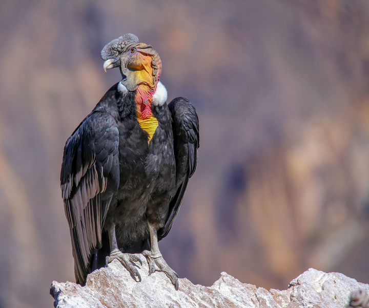 Canyon del Colca: tour guidato di 1 giorno da Arequipa
