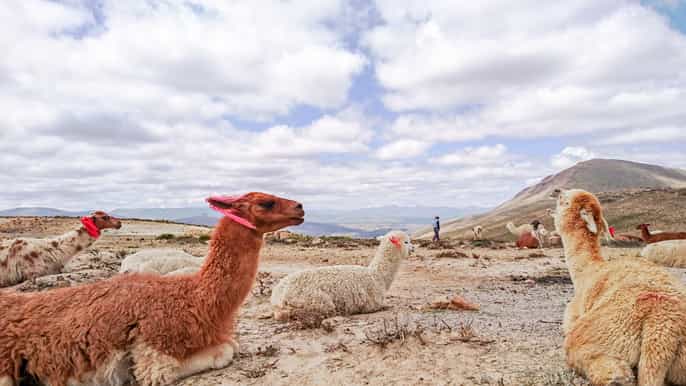from arequipa colca canyon 2day tour