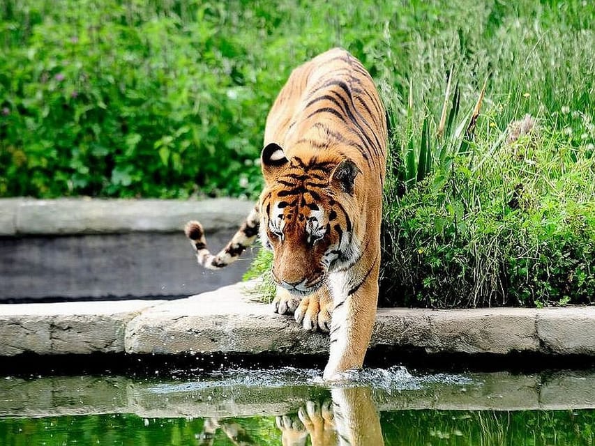 Zoom Torino zoologijos sodas