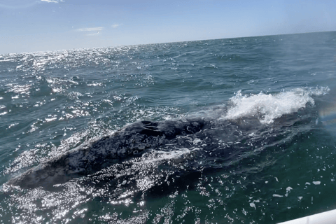 Whale Watching in La Paz – Gray Whale Encounter