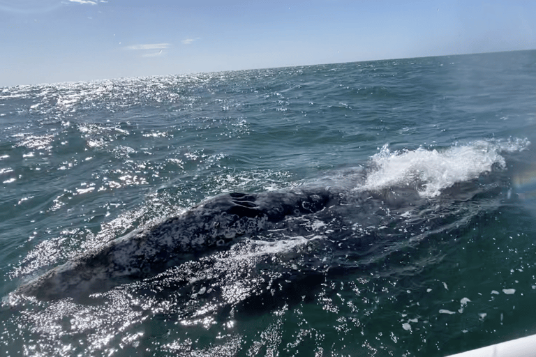 Whale Watching in La Paz – Gray Whale Encounter