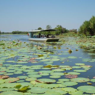 Darwin: Mary River Wetlands Wildlife Cruise with Lunch