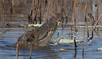 Darwin, Mary River Wetlands Wildlife Cruise mit Mittagessen - Hizvo