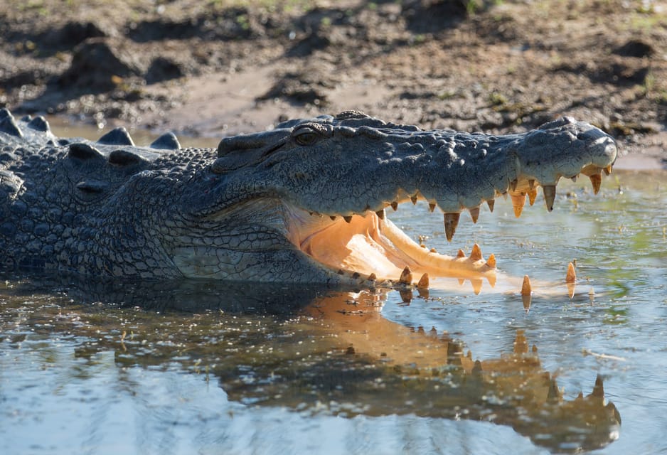 Darwin: Mary River Wetlands Wildlife Cruise with Lunch | GetYourGuide