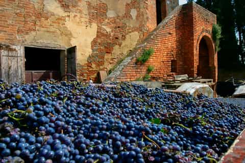 From Rome: Castelli Romani Vineyard and Wine Tastings Tour