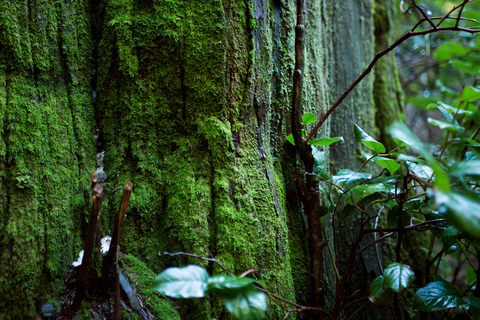 Los secretos oscuros de Stanley Park TourLa opción estándar de los secretos oscuros de Stanley Park