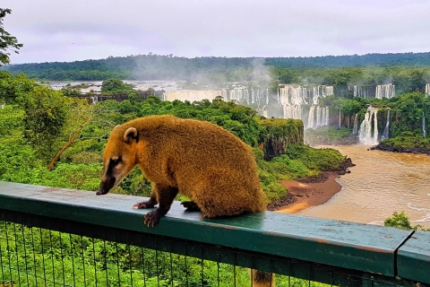 Desde Foz do Iguaçu: cataratas Iguazú Brasil y Macuco SafariTour privado de las cataratas con crucero