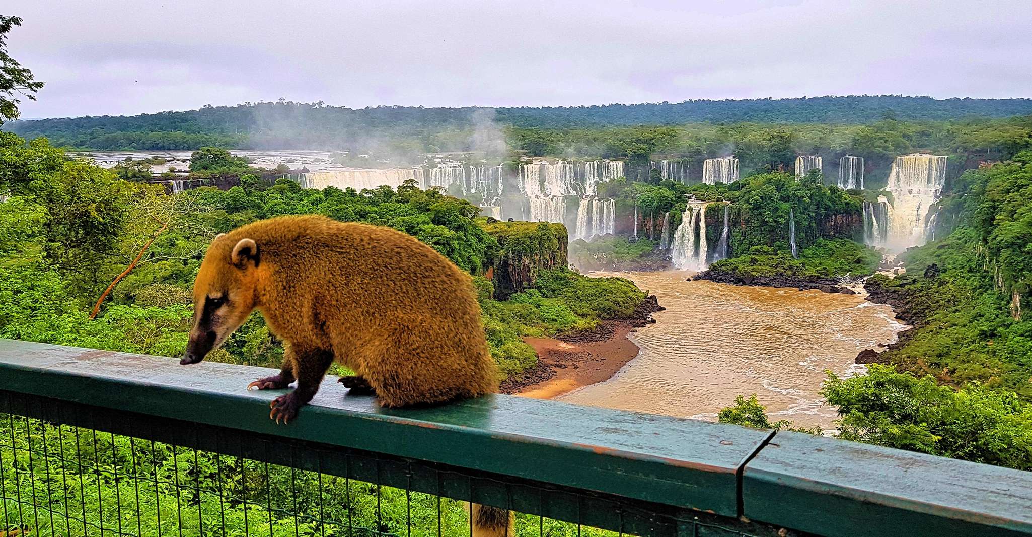 From Foz do Iguaçu, Brazilian Side of the Falls with Ticket - Hizvo