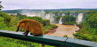 Von Foz do Iguaçu, brasilianische Seite der Wasserfälle mit Ticket - Hizvo