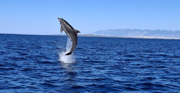 Zaton: Delfinbeobachtung auf der Insel Molat (2 Stunden)