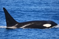 Bremer Canyon Orca Erfahrung aus der Bremer Bay - Hizvo