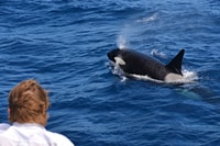 Bremer Canyon Orca Erfahrung aus der Bremer Bay - Hizvo