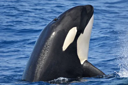 Bremer Canyon Orca Experience von der Bremer Bucht aus