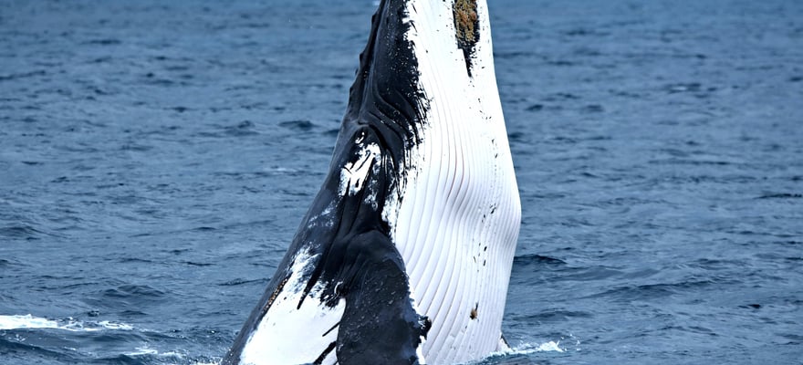 Safaris & wildlife activities