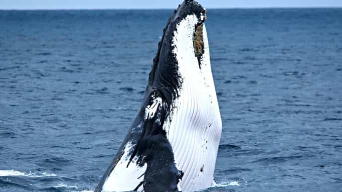 2hour luxury whale watching cruise from augusta