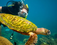 Ko Tao, prueba la experiencia de buceo de 1 día de buceo - Housity