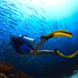 Ко Тао: попробуйте подводное плавание 1-дневный опыт