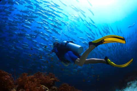 Ko Tao: Experimente o Mergulho Autônomo de 1 Dia