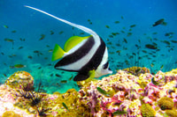 Ko Tao, prueba la experiencia de buceo de 1 día de buceo - Housity