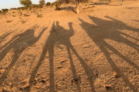 De Jodhpur: Nuitée dans le désert avec un safari en chameau