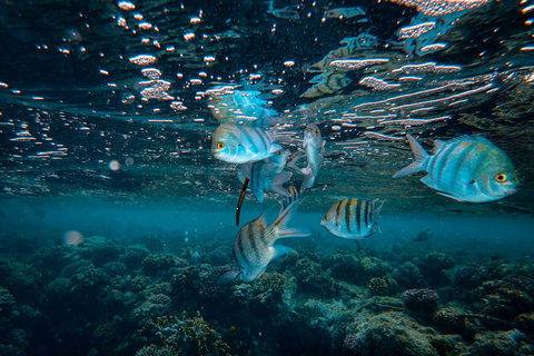 Mirissa: Night Snorkeling with Sea Turtles & Coral Reefs Night Snorkeling