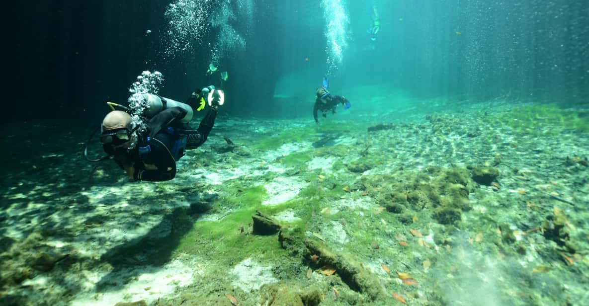 freeway scuba diving tulum