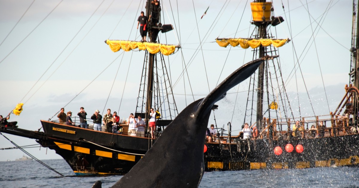 thar-she-blows-whale-watching-pirate-cruise-getyourguide