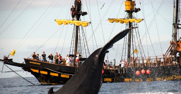 Thar She Blows! Whale Watching Pirate Cruise