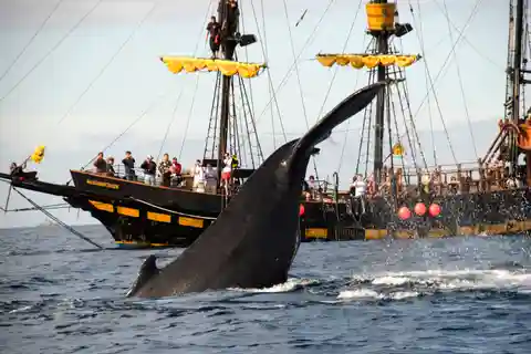 Thar She Blows! Whale Watching Pirate Cruise