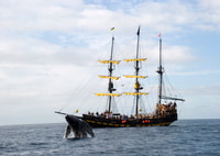 Thar ella sopla! Whale Watching Pirate Cruise - Hizvo