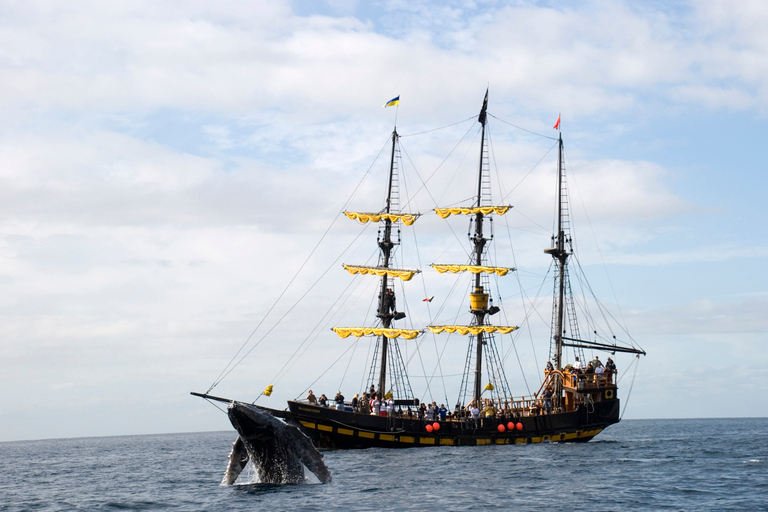 Thar She Blows! Whale Watching Pirate Cruise