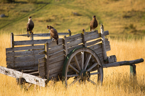 El Calafate: Rancho Nibepo Aike com passeios a cavaloEl Calafate: Rancho Nibepo Aike com passeio a cavalo