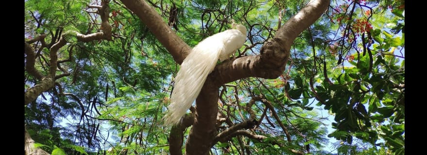 Nouméa : Excursion au parc botanique et au zoo depuis le terminal du navire de croisière