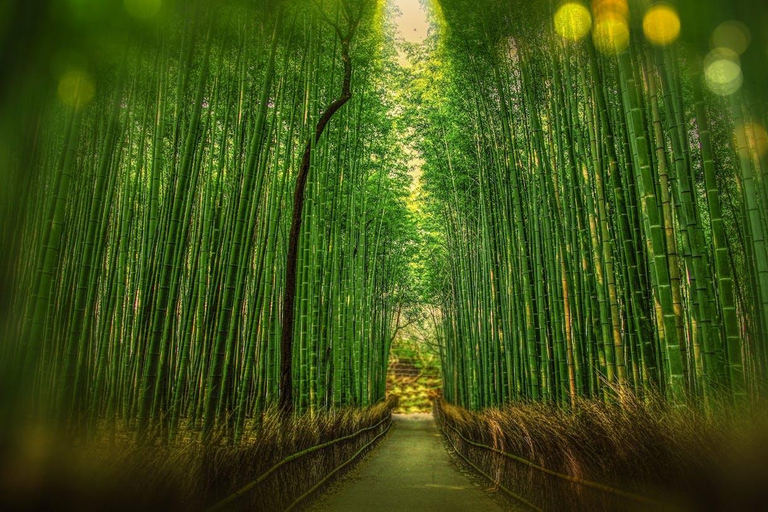 Private Kyoto & Nara Day Tour with English Driver Guide⭐BEST