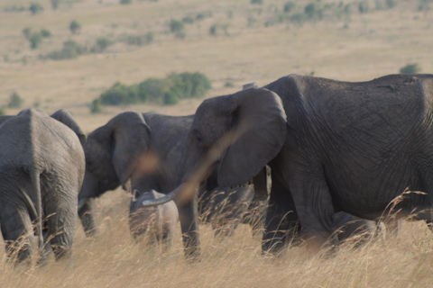 3 Tage Masai Mara Safari