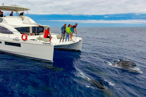 Tour de lujo de avistamiento de ballenas y delfines todo incluido