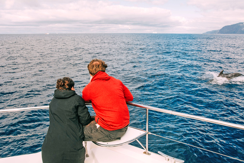 Tour de lujo de avistamiento de ballenas y delfines todo incluido