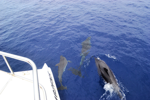 Tour de lujo de avistamiento de ballenas y delfines todo incluido