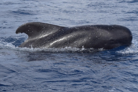 All Inclusive Whale and Dolphin Watching Luxury Tour