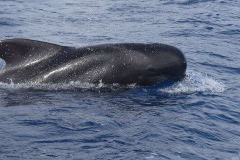 Tour de lujo de avistamiento de ballenas y delfines todo incluido