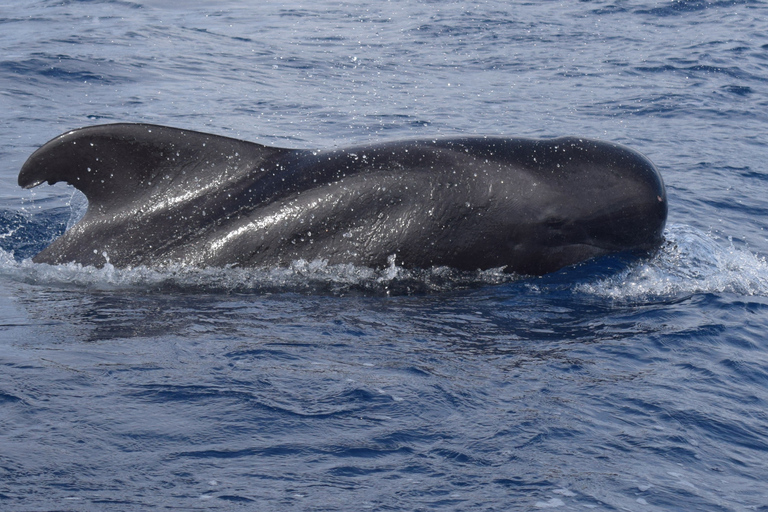 Tour de lujo de avistamiento de ballenas y delfines todo incluido